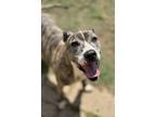 Adopt Aries a Pit Bull Terrier, Catahoula Leopard Dog