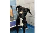 Adopt CHAPIS a Pit Bull Terrier, Mixed Breed