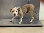 Adopt Vicki a Pit Bull Terrier, Mixed Breed