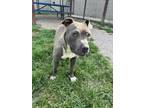 Adopt Sammie a Pit Bull Terrier, Mixed Breed