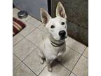 Adopt Avril a Mixed Breed