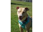 Adopt Egg Yolk a Pit Bull Terrier