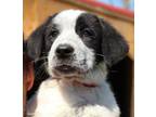 Adopt Daisy a Saint Bernard, Mixed Breed
