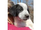 Adopt Shasta a Saint Bernard, Retriever