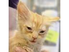 Adopt Fawn a Domestic Medium Hair