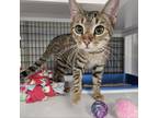 Adopt Suki a Domestic Short Hair