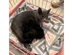 Adopt Anchovy a Domestic Short Hair