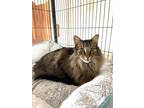 Adopt Buttercup Miller a Maine Coon, Domestic Long Hair