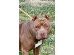 Adopt Shakira in Gloucester VA a Pit Bull Terrier