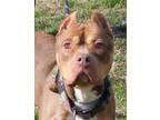 Adopt Haley Jade in Gloucester VA a Pit Bull Terrier
