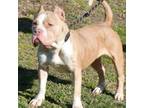 Adopt Judy in Gloucester VA a Pit Bull Terrier