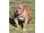 Adopt Gumora in Gloucester VA a Pit Bull Terrier