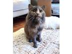 Adopt Gloom a Domestic Medium Hair, Himalayan