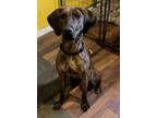 Adopt Cammy a Plott Hound