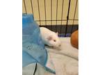 Adopt BUFFY a Guinea Pig