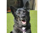 Adopt Meeka a Shepherd, Border Collie