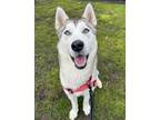 Adopt SHASTA a Husky