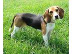 Adopt Urgent Beagles a Beagle
