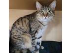 Adopt Sia a Domestic Short Hair