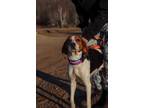 Adopt WE BARE BEARS-TABES a Treeing Walker Coonhound
