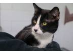 Adopt CoCo a Domestic Short Hair