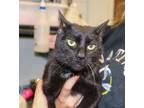 Adopt Nickel a Domestic Short Hair