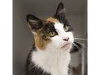 Adopt Judy (Bonded with Joleen) a Domestic Short Hair