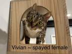 Adopt Vivian a Domestic Short Hair