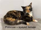 Adopt Primrose a Tortoiseshell