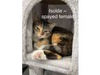Adopt Isolde a Calico