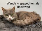 Adopt Wanda a Domestic Short Hair