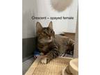 Adopt Crescent a Domestic Short Hair