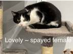 Adopt Lovely a Domestic Short Hair