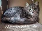 Adopt Sybil a Domestic Long Hair