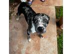 Adopt Oreo a Australian Shepherd, Pit Bull Terrier