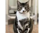 Adopt Julie a Domestic Short Hair