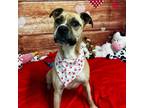 Adopt Rosie a Boxer