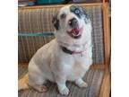 Adopt Sadie a Corgi, Australian Shepherd