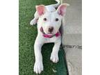 Adopt Happy-ADOPT Me!! a Pit Bull Terrier, American Staffordshire Terrier