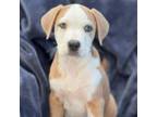 Adopt Tool Pup - Brace a Hound, Terrier