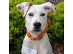 Adopt Bevel (Tool Pup) a Hound, Terrier