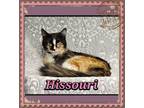 Adopt Hissouri a Domestic Medium Hair