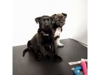 Adopt Yoshi a Labrador Retriever, Boxer