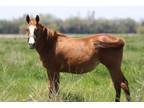 Adopt Penelope a Quarterhorse