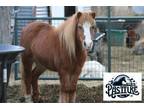 Adopt Simba a Shetland Pony