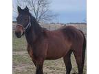 Adopt Eloise a Quarterhorse