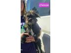 Adopt Chessie a Brussels Griffon