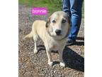 Adopt Bonnie a Corgi