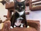 Adopt Tina a Tuxedo, Domestic Short Hair