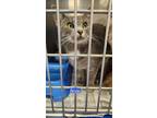 Adopt Anya 21C-0305 a Domestic Short Hair